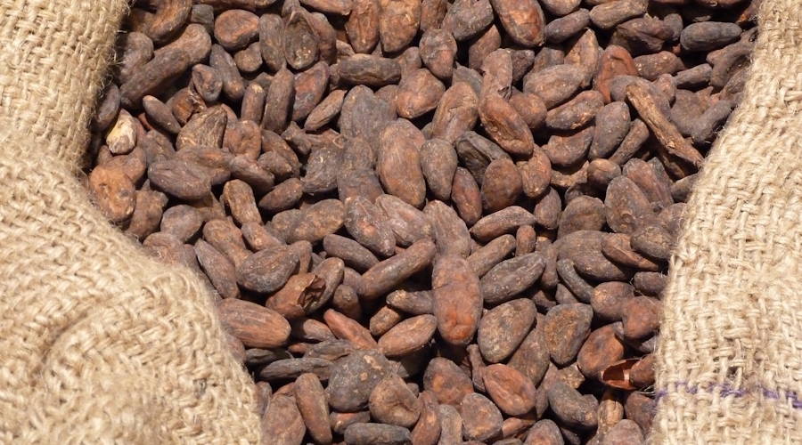 Cacao